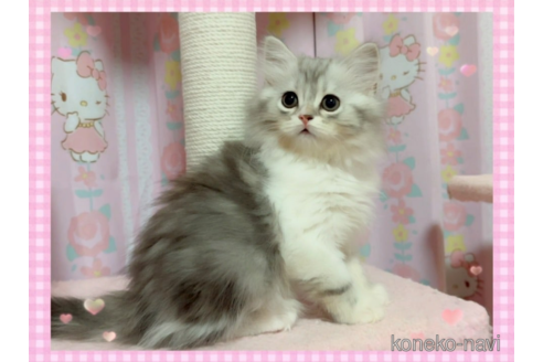 成約済の愛媛県のスコティッシュフォールド-68983の4枚目